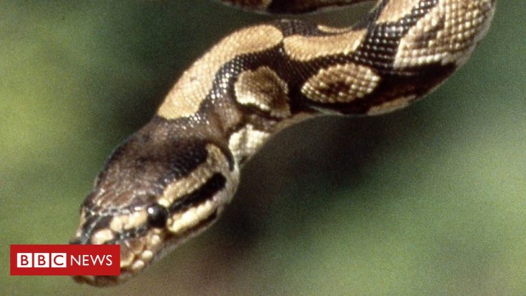 10 Most Beautiful Snakes In The World