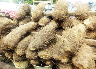 new-yam-excites-Benue-farmers